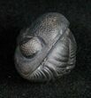 Perfectly Enrolled Eldredgeops Trilobite From New York #11893-2